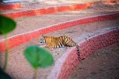 Indian tiger Lucky in Indore Zoo