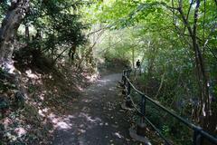 Trail along Nant Manant in Bois de la Bâtie, Geneva