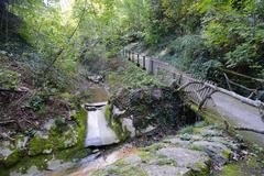 Scenic view of Nant Manant river flowing through Bois de la Bâtie forest in Geneva