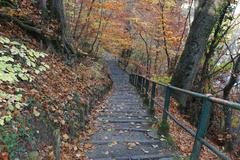 Bois de la Bâtie forest pathway