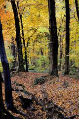 Le Bois de la Bâtie forest in Geneva, Switzerland