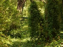 Jardines de Sabatini, lush forest