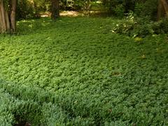 Jardines de Sabatini in Madrid with green plants