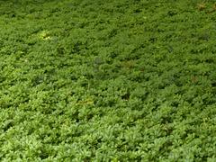 Jardines de Sabatini, plants on the ground, Madrid, Spain