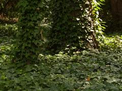 Jardines de Sabatini ivy in the park Madrid Spain