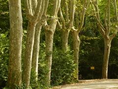 Jardines de Sabatini, trees, Madrid, Spain