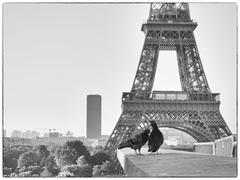 Doves symbol of love with Paris, the City of Love