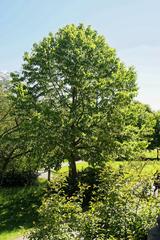 Scenic view of Baden-Baden from Trinkhalle