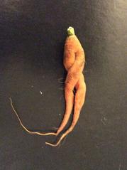 organic Canadian carrot with legs