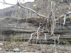 A tree on Gwalior Fort