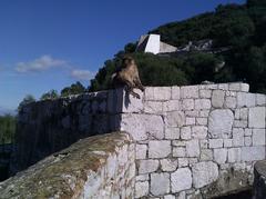 Barbary macaque sitting at Queen Charlotte's Battery in Gibraltar