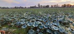 Lotus pond view of Jal Mandir in Pawapuri