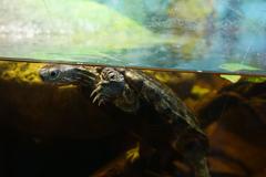 Caspian Turtle at Mediterraneo Marine Park