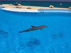 Dolphin at Mediterraneo Marine Park