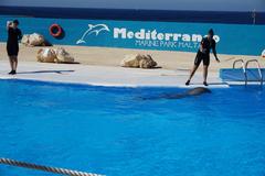 Dolphin performing at Mediterraneo Marine Park