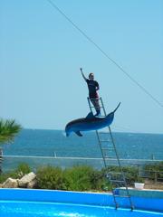 Dolphin show at Mediterraneo Marine Park, Malta