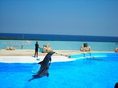 dolphin show at Mediterraneo Marine Park in Malta