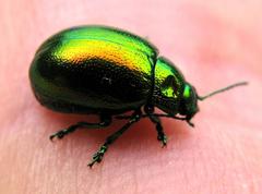 Gastrophysa viridula beetle on a leaf