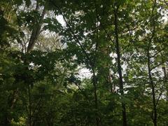 View of very old trees in Jenischpark, Hamburg in springtime