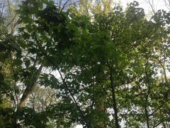 View into very old trees in Jenischpark, Hamburg