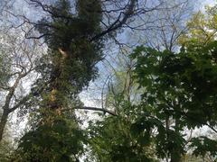 Old trees in Jenischpark, Hamburg during Spring