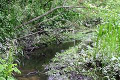 river Flottbek in spring