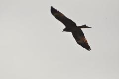 Black Kite Milvus migrans near Bagmati River Nepal