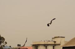 Black Kites near Bagmati River in Nepal