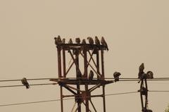 flock of Black Kites near Bagmati River in Nepal