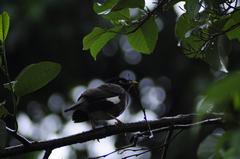 Birds at a natural site in Nepal during spring