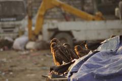 Black Kites and a House Crow by Bagmati River, Nepal, with lush greenery in the background