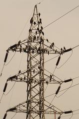 Black Kites on a pylon near Bagmati River, Nepal