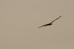 Black Kite in flight near Bagmati River, Nepal