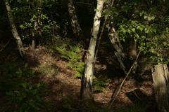 Ferns in birch forest at Venner Moor Nature Reserve