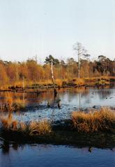 Landscape of Venner Moor near Münster