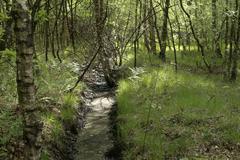 Feuchtwald im Venner Moor Naturschutzgebiet