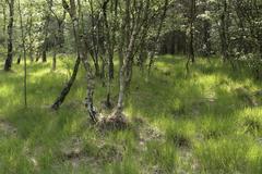 Wetland forest in Venner Moor nature reserve