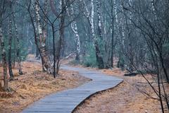 Wooden boardwalk through the Venner Moor in Senden, Münsterland