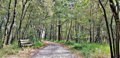 Sitzbank im Wald auf einem Waldweg