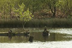 Moorteich im Naturschutzgebiet Venner Moor