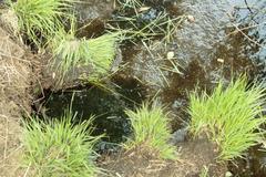 Moor water and peat soil close-up in Venner Moor nature reserve