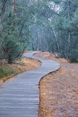 wooden boardwalk through Venner Moor in Senden, Münsterland