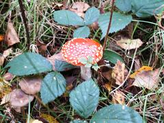 Fly agaric mushroom in Venner Moor near Münster