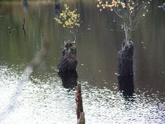 Venner Moor near Münster