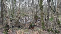 twisted branches in the moor at Senden