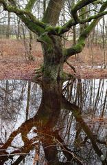 Old English oak tree in Venner Moor