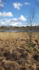 Large pond in Venner Moor nature reserve in spring sunlight