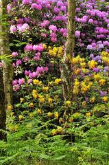 Rhododendren in Venner Moor