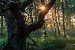 Venner Moor protected area