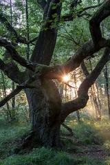 Venner Moor nature reserve in Senden